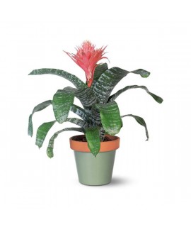 bromelia